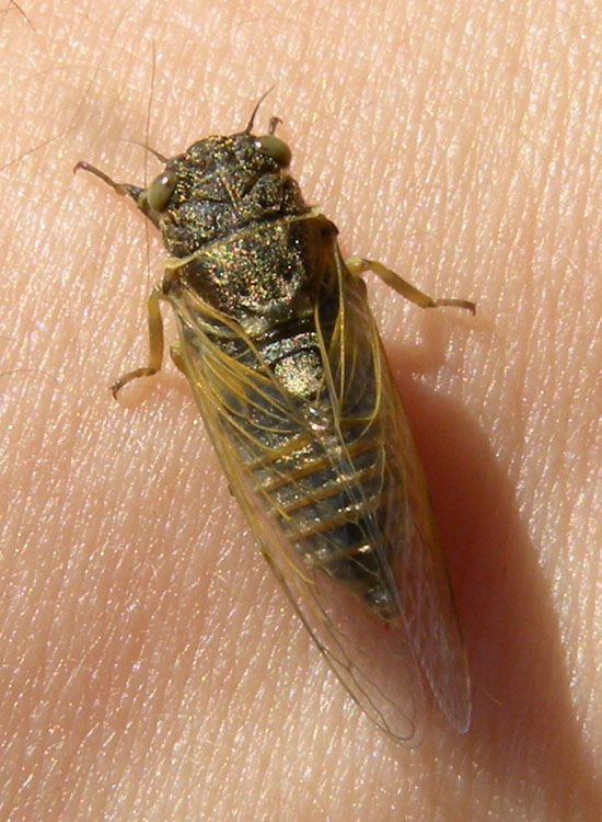 Piccola cicala: Cicadetta o Tettigetta